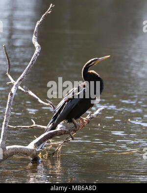 Eine australische Darter Ausruhen nach Baden an Hirt See, Perth, Western Australia (Anhinga novaehollandiae) Stockfoto