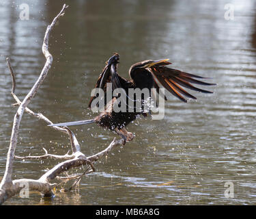 Eine australische Schlangenhalsvogel (Anhinga novaehollandiae) Baden an Hirt See, Perth, Western Australia Stockfoto