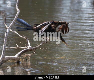 Eine australische Schlangenhalsvogel (Anhinga novaehollandiae) Baden an Hirt See, Perth, Western Australia Stockfoto