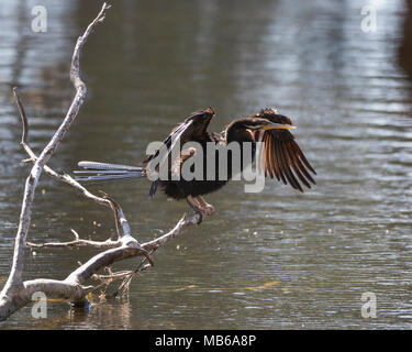 Eine australische Schlangenhalsvogel (Anhinga novaehollandiae) ihre Flügel trocknen nach dem Baden an Hirt See, Perth, Western Australia Stockfoto