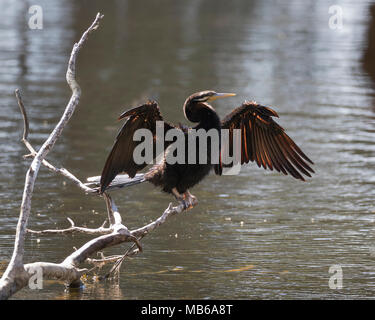 Eine australische Schlangenhalsvogel (Anhinga novaehollandiae) ihre Flügel trocknen nach dem Baden an Hirt See, Perth, Western Australia Stockfoto