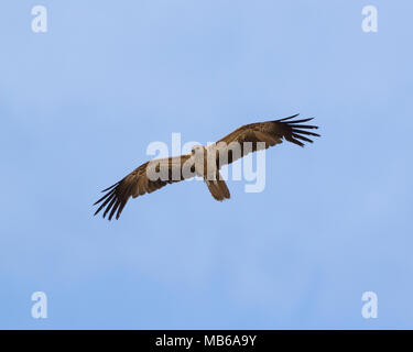 Ein pfeifendes Kite (Haliastur sphenurus) im Flug in der Nähe von Lake Joondalup, Yellagonga Regional Park, Perth, Western Australia Stockfoto