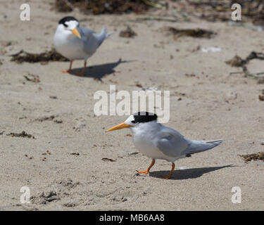 Ein paar Märchen Terns (Sternula nereis) Penguin Island - eine der Shoalwater Islands offshore Rockingham, WA Stockfoto