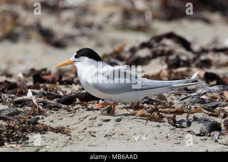 Ein Feenseeschwalbe (Sternula nereis) Penguin Island - eine der Shoalwater Islands offshore Rockingham, WA Stockfoto