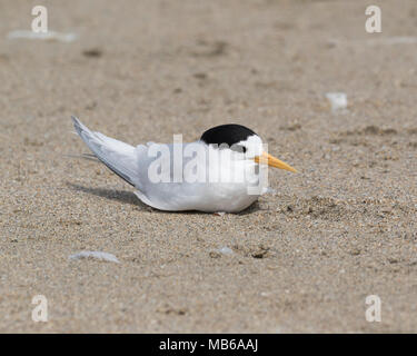 Ein Feenseeschwalbe (Sternula nereis) Penguin Island - eine der Shoalwater Islands offshore Rockingham, WA Stockfoto