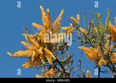 Die schönen gelben Blüten der WA Weihnachtsbaum (Nuytsia floribunda) in Blüte am Pinnaroo Tal Memorial Park, Perth, Western Australia Stockfoto