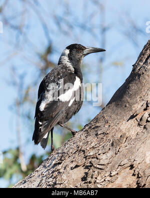 Eine australische Magpie (Gymnorhina tibicen) im Bush-Land in der Nähe von Lake Joondalup, Yellagonga Regional Park, Perth, Western Australia Stockfoto