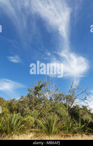 Wisps von Cloud gegen ein strahlend blauer Himmel über Bush - Land am See Joondalup, Perth, Western Australia Stockfoto