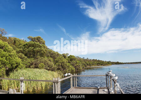 Silberne Möwen (Chroicocephalus novaehollandiae) auf dem Steg an Neil Hawkins Park, Lake Joondalup, Perth, Western Australia Stockfoto