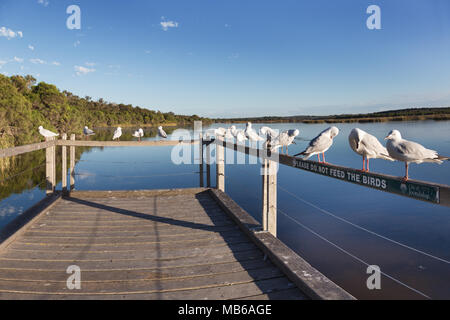 Silberne Möwen (Chroicocephalus novaehollandiae) auf dem Steg an Neil Hawkins Park, Lake Joondalup, Perth, Western Australia Stockfoto