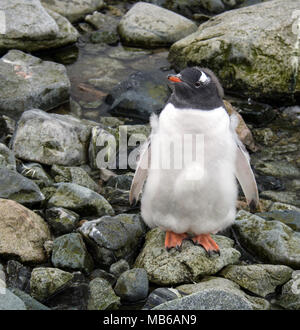 Gentoo Pinguin auf Petermann Island in der Antarktis Stockfoto