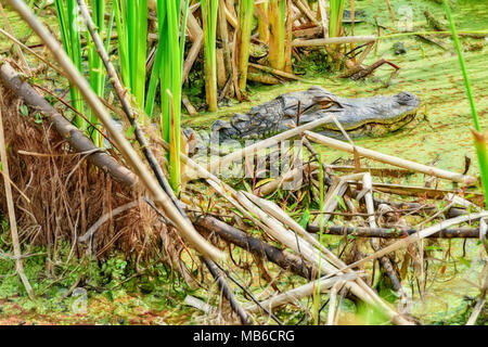 Kleines Krokodil am Gator See in St. Andrews State Park, Panama City, Florida Stockfoto