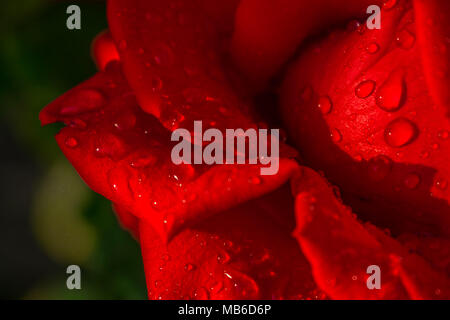 Rote Rose Stockfoto
