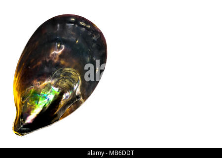 Verschiedene Farben Schwarz seashell auf weißem Hintergrund Oberfläche mit freier Speicherplatz Stockfoto