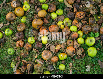 Verfaulender Windfall bramley Äpfel (Malus domestica) auf Gras im Herbst Stockfoto