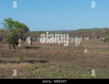 Magnetische Termitenhügel im Litchfield National Park, Northern Territory, Australien. Die 2 Meter hohe Hügel sind von Norden nach Süden ausgerichtet Stockfoto