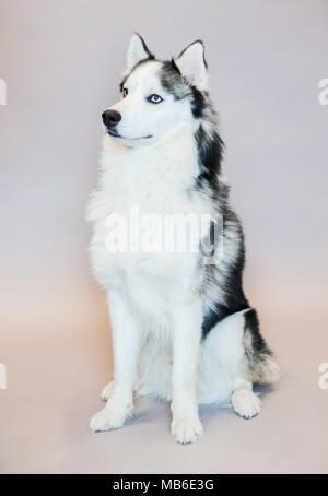 Husky Hund in ein Studio mit einem grauen Hintergrund Stockfoto