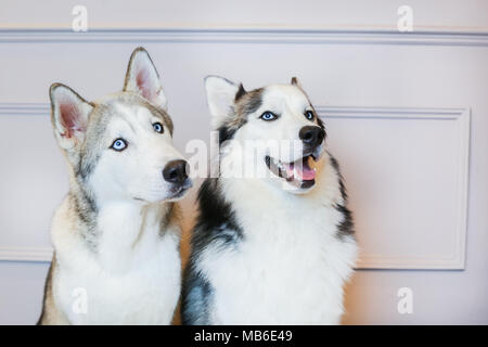 Husky Hunde in einem Studio mit einem grauen Hintergrund Stockfoto