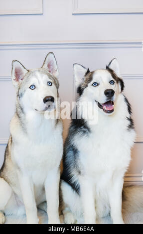 Husky Hunde in einem Studio mit einem grauen Hintergrund Stockfoto