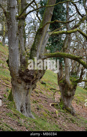 Pollarded Stiellose Eiche - Quercus pontica Hodder der Combe, Quantock Hills, Somerset Stockfoto