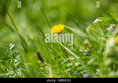 Leuchtend gelbe Wildblumen diese alpine Wiesen außerhalb Luzern in der Schweiz markieren Stockfoto