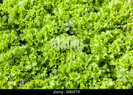 Kultur der Bio Salat in Gewächshäusern Stockfoto