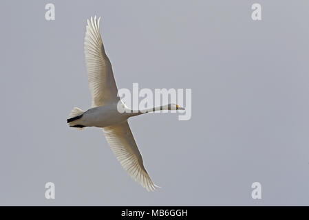 Singschwan (Cygnus cygnus), der oben fliegt Stockfoto