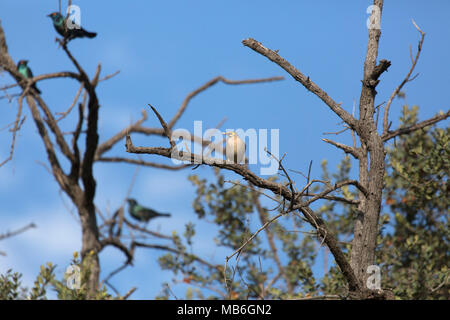 Kap glossy Starling (Lamprotornis nitens) (links) und einem Gelbstirn-blatthühnchen starling (Creatophora cinerea) in einen Baum in Hwange National Park in Simbabwe. Die bib Stockfoto