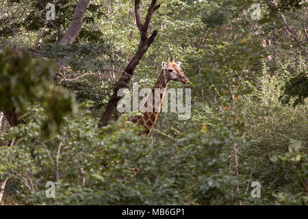 Giraffe im Busch an der Hwange National Park in Simbabwe. Stockfoto