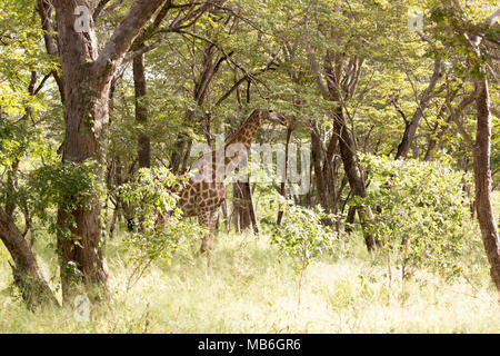 Giraffe im Busch an der Hwange National Park in Simbabwe. Stockfoto