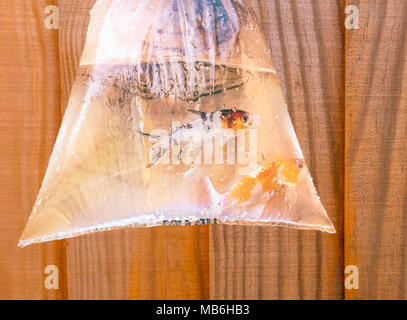 Zwei junge Koi Karpfen Fisch (2 Jahre alt) in einem Plastikbeutel mit Wasser in hängenden vor einem Wald panel Zaun. Stockfoto