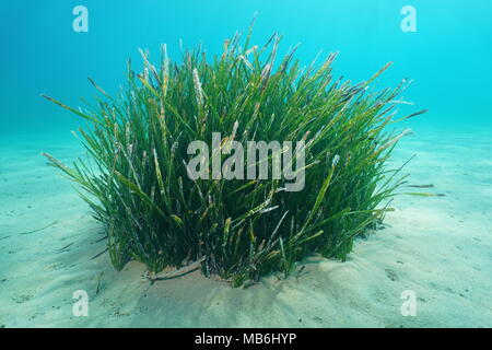 Seegras Unterwasser, ein Büschel von Neptun Gras, Posidonia oceanica, auf einem sandigen Meeresboden, Mittelmeer, Balearen, Ibiza, Spanien Stockfoto