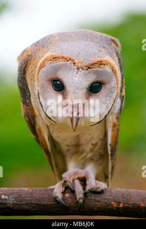 Nahaufnahme der Schleiereule / tyto Alba aus Indonesien Stockfoto