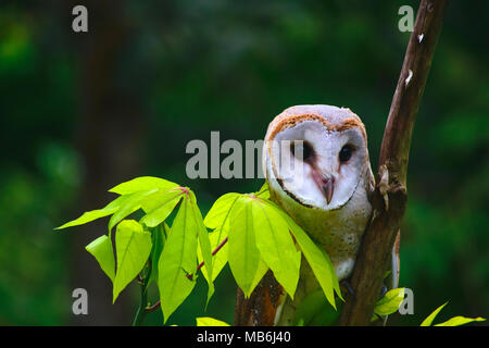 Nahaufnahme der Schleiereule / tyto Alba aus Indonesien Stockfoto