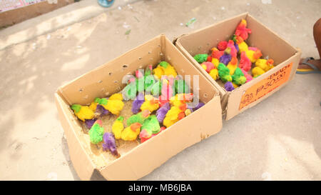 Bunte kleine Hühner in einem Feld in einem Einkaufszentrum der Stadt von Manila. Philippinen. Stockfoto