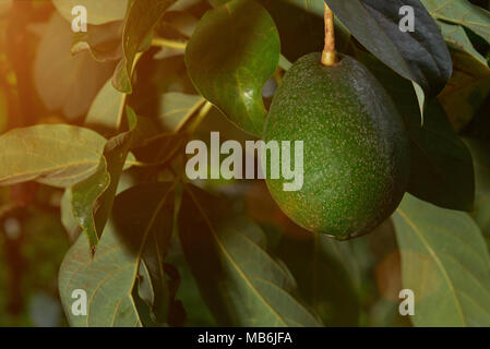 Rohe grüne avocado Frucht am Baum schließen Stockfoto