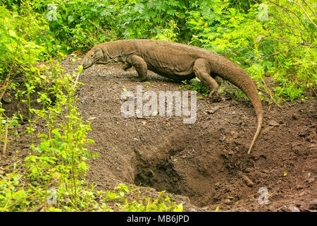 Komodo Dragon zu Fuß aus einem Loch auf Rinca Island im Komodo National Park, Nusa Tenggara, Indonesien. Es ist die größte lebende Art der Eidechse Stockfoto