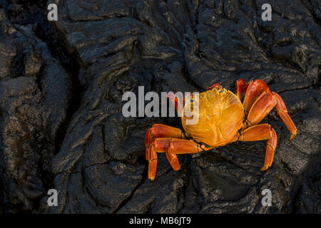 Ein sally lightfoot crab von den Galapagos Inseln, diese charismatische Krabben sind eine ständige Präsenz auf der felsigen Küste der Galapagos Inseln. Stockfoto