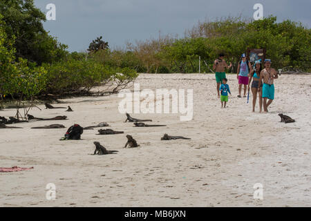 Ecotourists auf einem Strand in SSanta cruz teilen es mit den ansässigen Meerechsen, einer Art einzigartig zu den Galapagos Inseln. Stockfoto