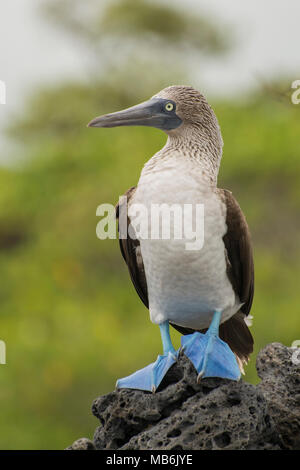 Ein blue footed Booby aus der Galapagos Inseln, einem der charismatischsten und erkennbare Vogelarten. Stockfoto