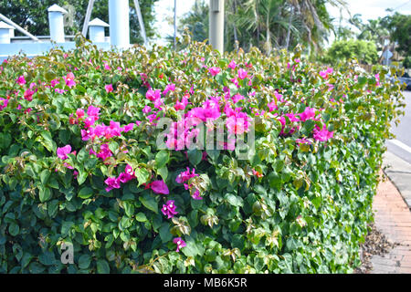 Hedge mit lila Blüten. Stockfoto