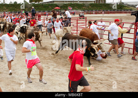 Ein Mann fällt zwischen zwei Ochsen und wird mit Füßen getreten Mit der Stiere an den großen Bull Run am 19. Oktober 2013 in Atlanta, GA. Er ging weg. Stockfoto