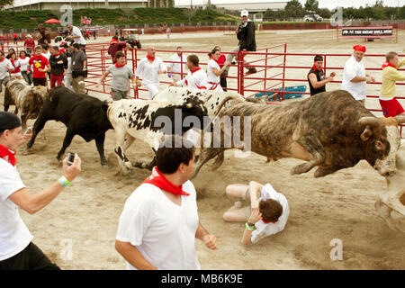 Ein Stier springt über einen Mann auf dem Boden liegend, in der Ausführung die Stiere an den großen Bull Run am 19. Oktober 2013 in Atlanta, GA. Stockfoto