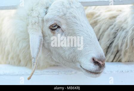 Thai-Stil native Schafe Haus in Thai Schaf-farm Stockfoto