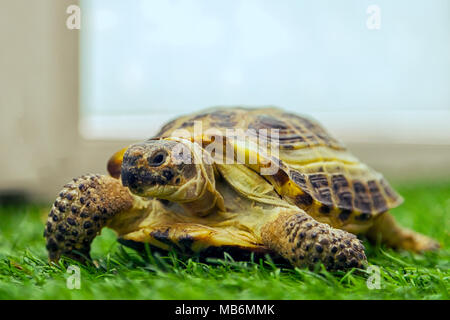 Nahaufnahme einer Zimt Schildkröte oder Testudines kriechen entlang einer grünen drass in einem Zimmer Stockfoto