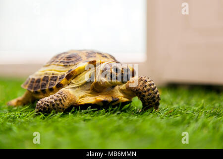 Nahaufnahme einer Zimt Schildkröte oder Testudines kriechen entlang einer grünen drass in einem Zimmer Stockfoto