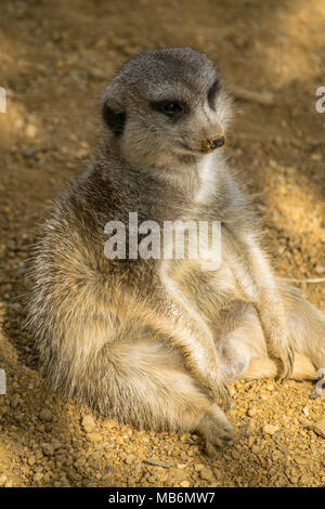 Ein fettes Meerkat sitzen im Schatten entspannen wie eine Person Stockfoto