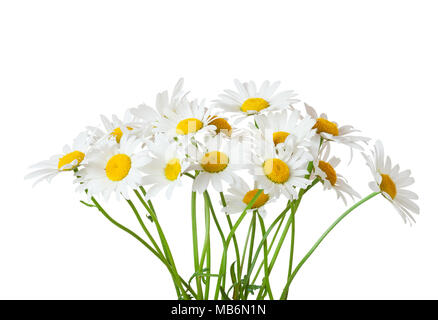 Blumenstrauß aus Gänseblümchen (Ox-Eye Daisy) auf einem weißen Hintergrund. Stockfoto