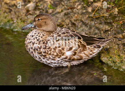 Northern cyanoptera Cinnamon Teal (Spachtel) Weiblich, Großbritannien Stockfoto