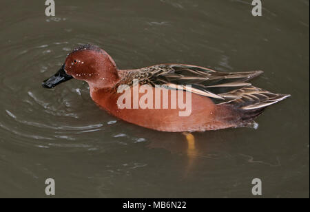 Northern cyanoptera Cinnamon Teal (Spachtel), Großbritannien Stockfoto